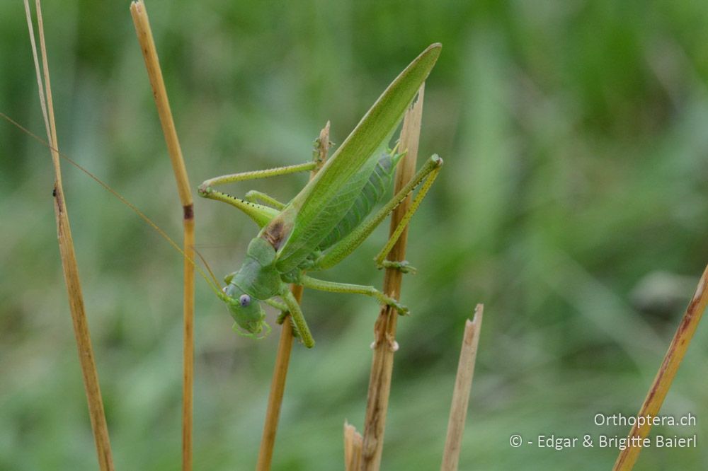 Tettigonia caudata ♂ - HR, Istrien, Mutvoran, 20.06.2016