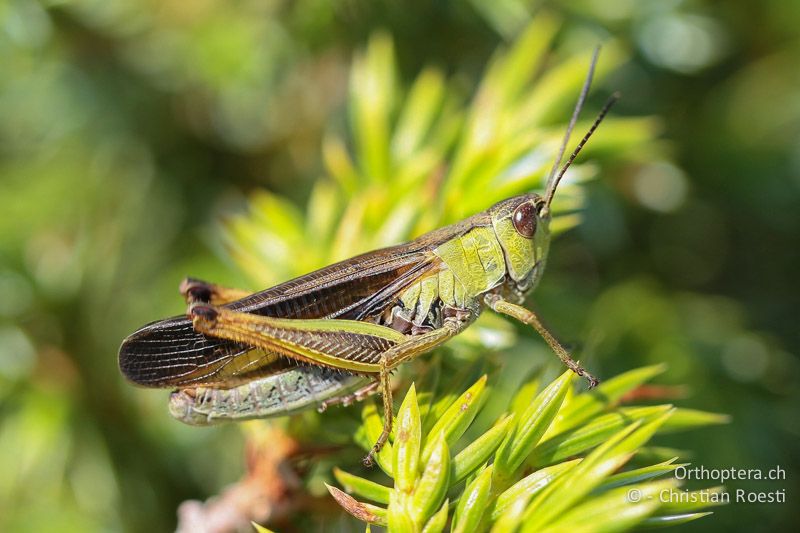 Stauroderus scalaris ♂ - GR, Ostmakedonien, Mt. Pangeon, 11.07.2012