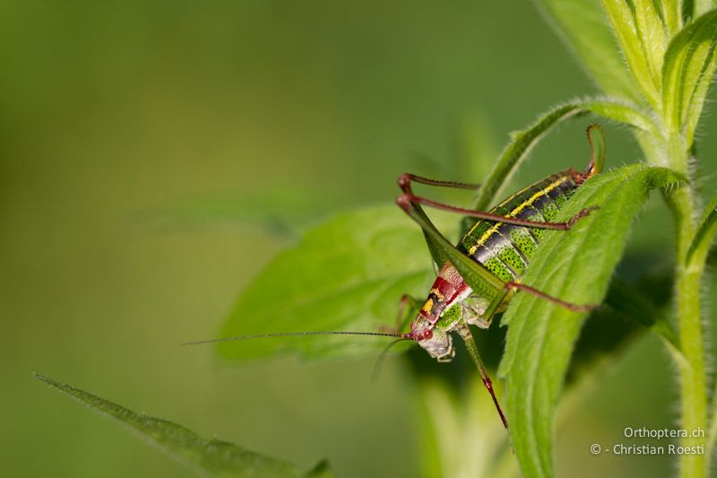 Isophya speciosa, Weibchen. Im Vergleich mit anderen Arten der Gattung ist Isophya speciosa sehr bunt gefärbt. Gorica, 12.05.2012 (Thanks Dragan Chobanov for the help)