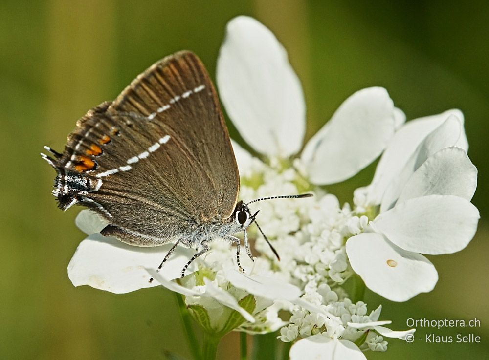 Kreuzdorn-Zipfelfalter (Satyrium spini) - HR, Istrien, Skitača, 24.06.2016