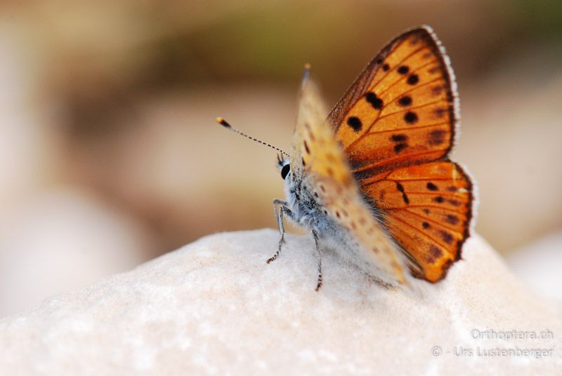 Violetter Feuerfalter (Lycaena alciphron) - FR, Mont Ventoux, 04.07.2014