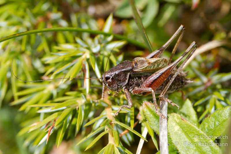 Metrioptera saussuriana ♂ - CH, BE, Zweisimmen, 08.09.2012