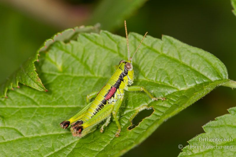 Odontopodisma schmidtii ♂ - IT, Friaul-Julisch, Cornino, 14.06.2014