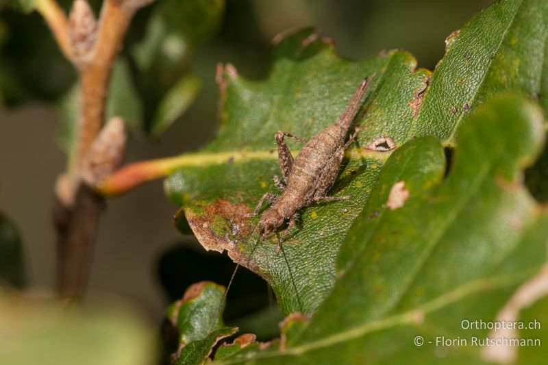 Arachnocephalus vestitus ♀ - IT, Marken, Fabriano, 28.09.2014