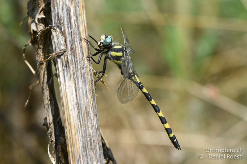 Türkische Quelljungfer ♂ - BG, Chaskowo, Matochina, 09.07.2018