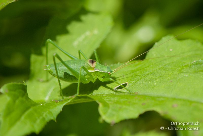 Isophya brevicauda ♂ - AT, Steiermark, Aibl, 24.06.2010