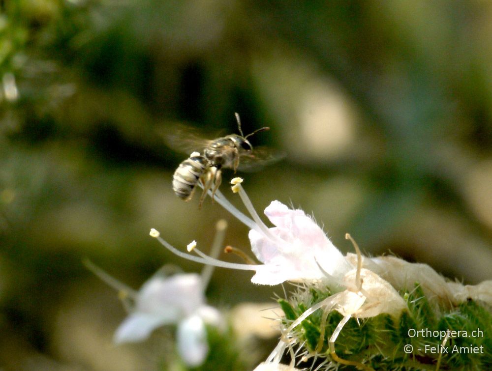 Halictus smaragdulus - GR, Zentralmakedonien, Scholari, 05.07.2013