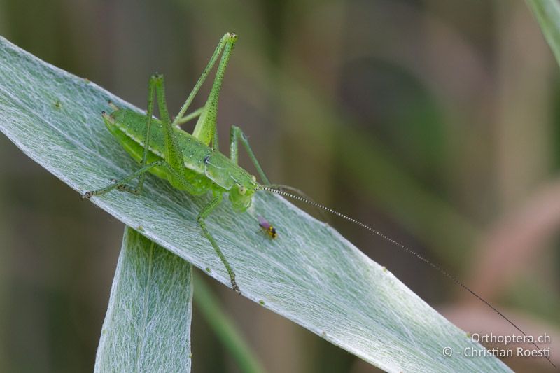 Leptophyes boscii ♂ im letzten Larvenstadium - HR, Istrien, Pazin, 12.06.2014