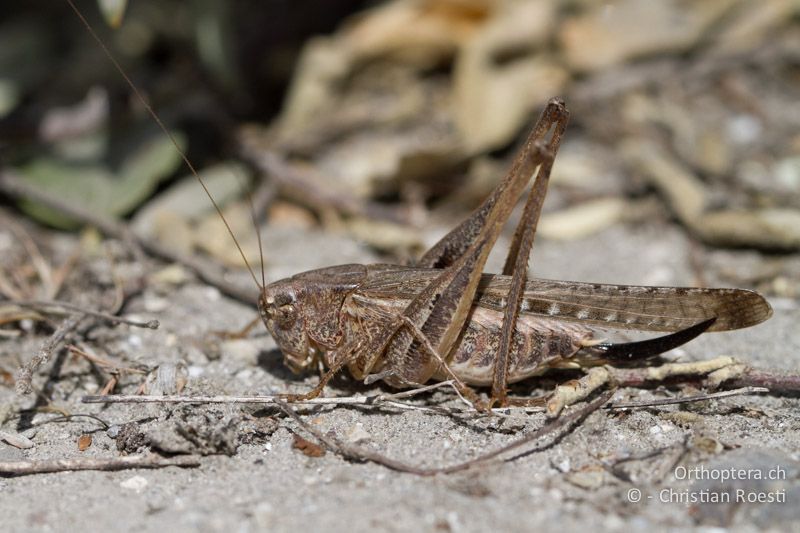 Beissschrecke Platycleis sabulosa ♀ - FR, Port-Saint-Louis-du-Rhône, 09.07.2014