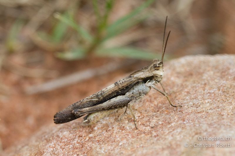 Morphacris fasciata - SA, Nort West, Rustenburg, Magaliesberg, 15.01.2015