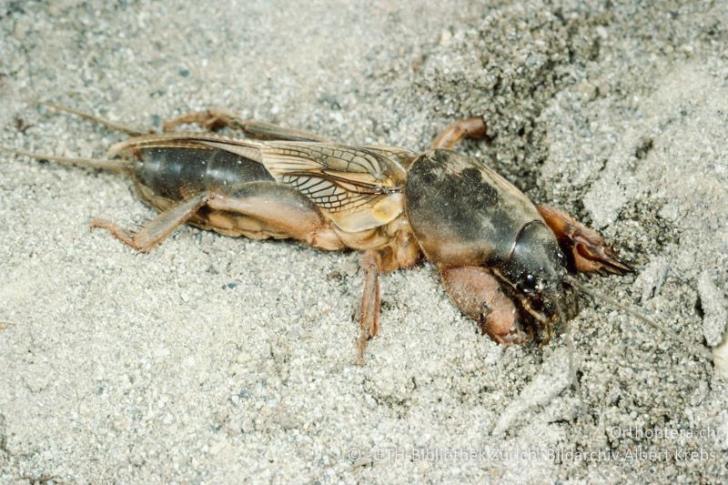 Gryllotalpa gryllotalpa ♀ - CH, ZH, Winterthur, 1993