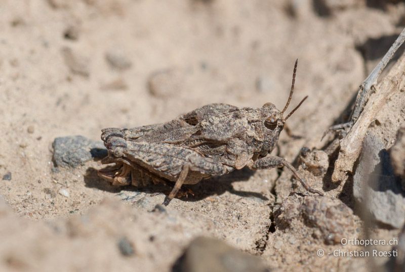 Tetrix depressa ♂ - FR, Hautes-Alpes, Col de Blaux bei La Saulce, 01.05.2009