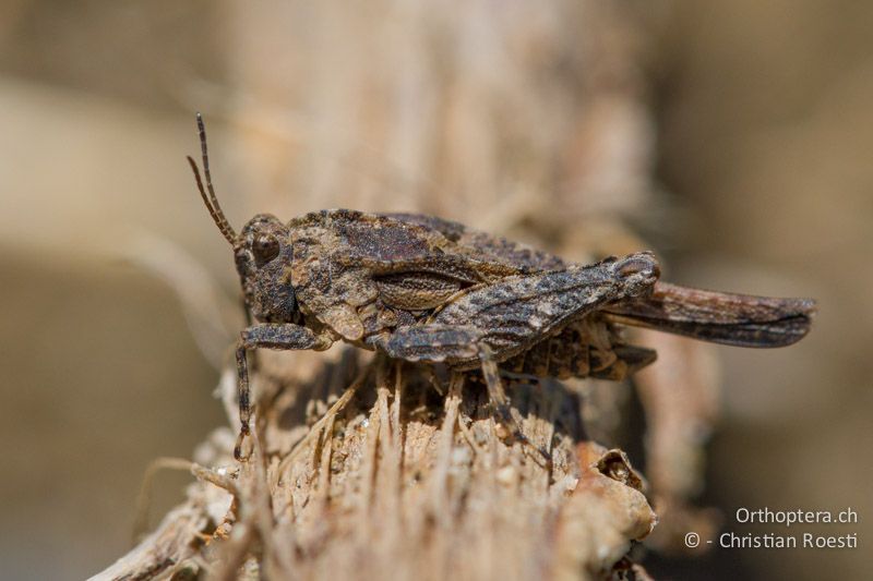 Tetrix depressa ♂ - BG, Krumovgrad, 23.04.2012