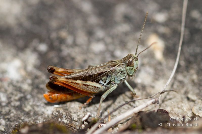 Stenobothrus rubicundulus ♂ - CH, VS, Bitsch, 19.08.2011