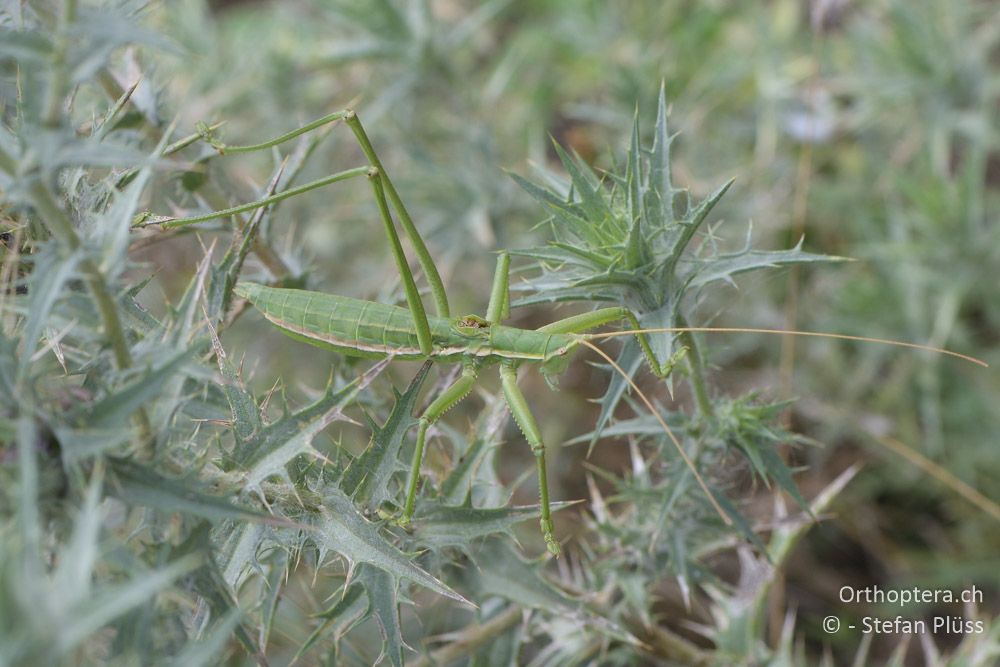 Saga campbelli ♂ - BG, Chaskowo, Matochina, 09.07.2018