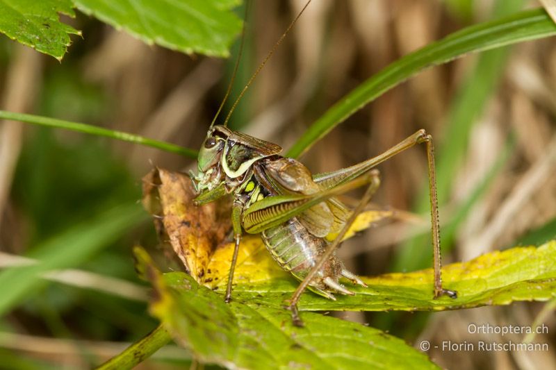 Roeseliana roeselii ♂, singend - AT, Vorarlberg, Grosses Walsertal, 26.09.2012