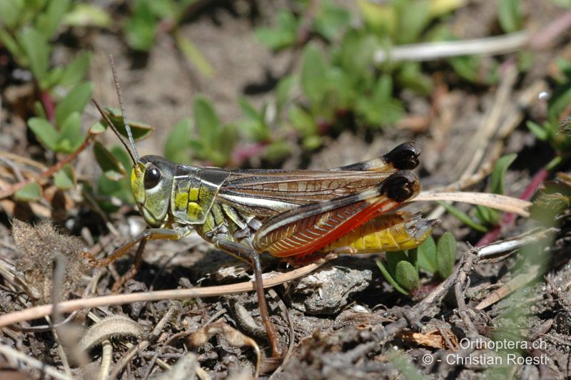 Arcyptera microptera alzonai♂. Diese Populationen wurden der Art Arcyptera alzonai zugeschrieben, dieses Taxon ist aber zweifelhaft - IT, Piemont, unterhalb Colle di Sampeyre, 05.08.2006