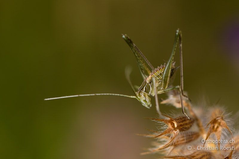 Larve von Tylopsis liliifolia - HR, Istrien, Borinići, 02.06.2014