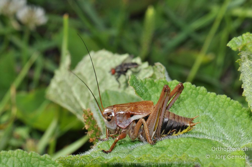 ♂ von Psorodonotus illyricus - HR, Istrien, Račja Vas, 25.06.2016