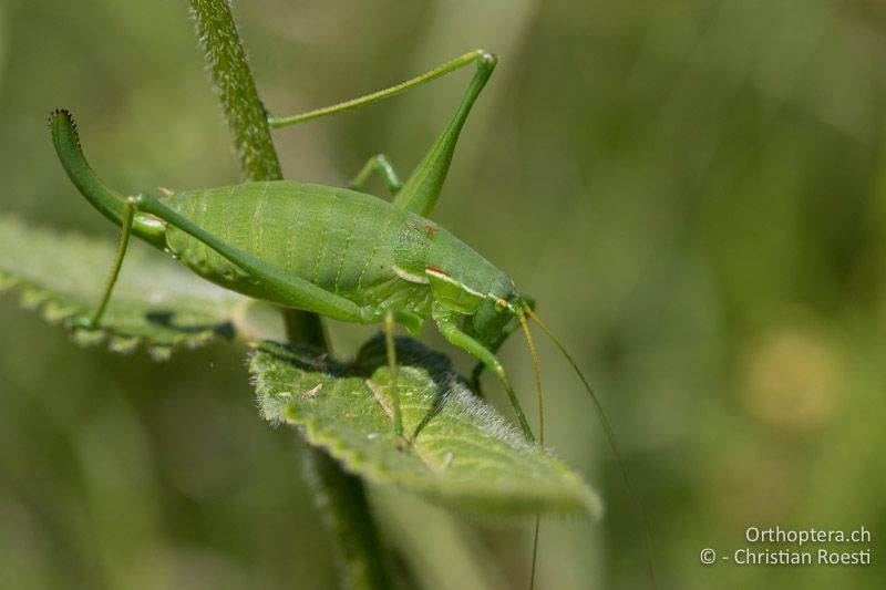 Isophya modesta ♀ - AT, Burgenland, Rohrbach bei Mattersburg, 05.07.2016