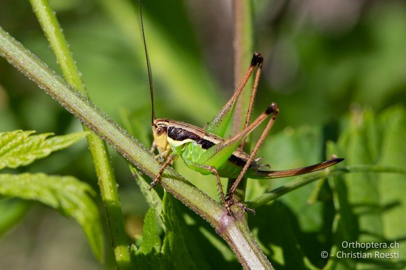 Pachytrachis gracilis ♀ im letzten Larvenstadium - ROM, Banat, Bonțești, 08.07.2020