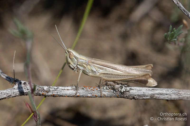 Euchorthippus pulvinatus ♀ - HU, Südliche Grosse Tiefebene, Bugac, 30.07.2020