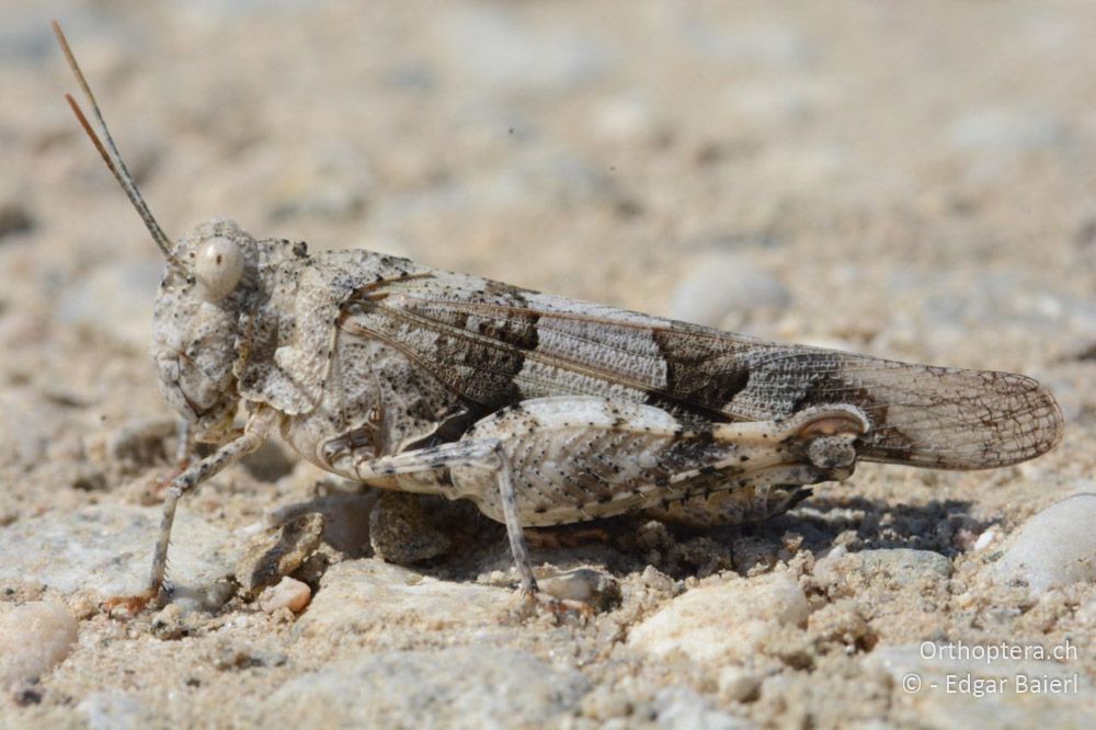 Oedipoda miniata ♀ - BG, Blagoewgrad, Ploski, 14.07.2018