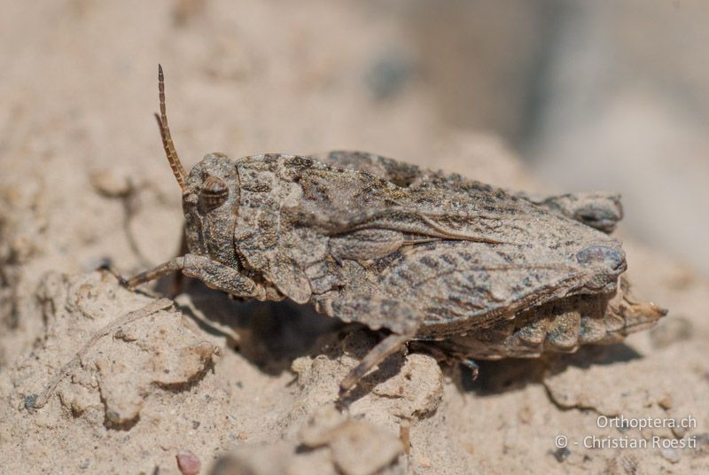 Tetrix depressa ♀ - FR, Hautes-Alpes, Col de Blaux bei La Saulce, 01.05.2009