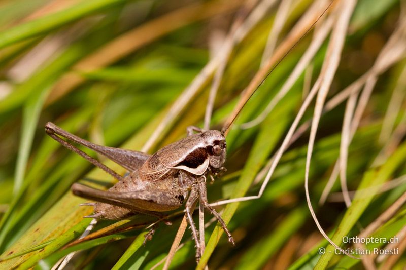 Pholidoptera fallax ♂ - CH, TI, Monte im Muggiotal, 04.09.2013