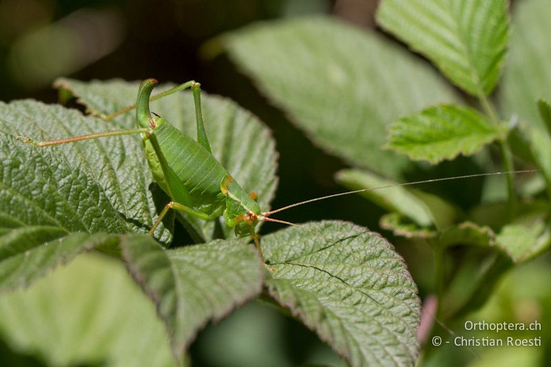 Barbitistes serricauda ♀ - CH, VS, Jeizinen, 10.08.2013