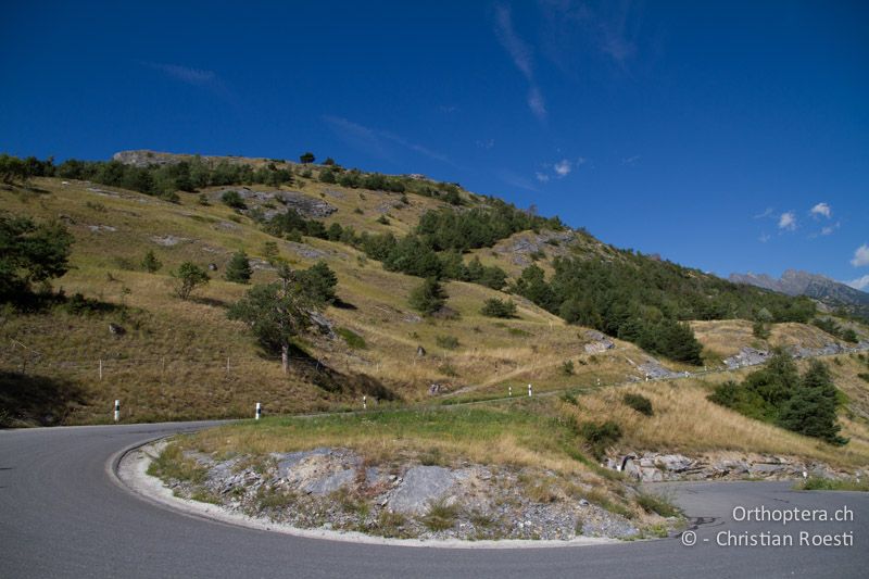 Weiden und Wiesen in der Walliser Felsensteppe - CH, VS, Leuk, 20.08.2013