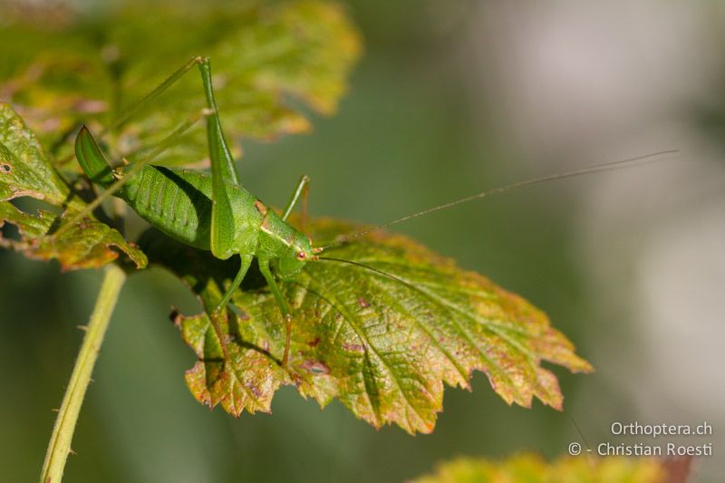 Leptophyes punctatissima ♀ - CH, BE, Bern, 21.08.2013