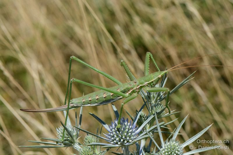 Sägeschrecke (Saga pedo) ♀ - HR, Istrien, Učka-Gebirge, 21.07.2015