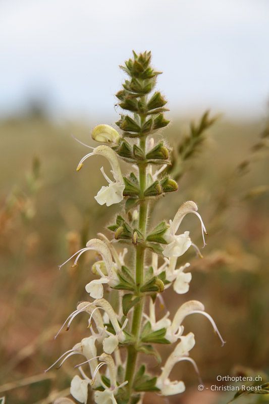 Salvia sclarea. Balgarevo am Kap Kaliakra, 27.04.2012 (Vielen Dank für die Bestimmung Bojidar Ivanov)