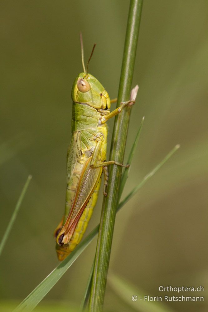 Chorthippus parallelus tenuis - Volvi-See, 10.07.2012