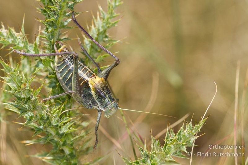 Dunkle Morphe eines ♂ von Polysarcus denticauda - GR, Westmakedonien, Mt. Varnous, 21.07.2012