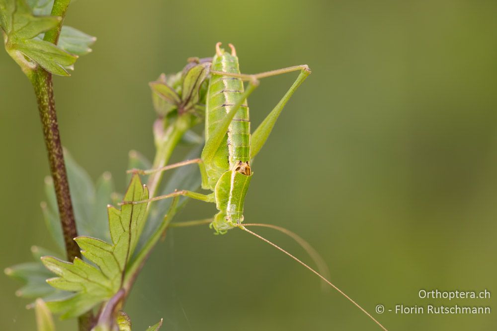 Poecilimon elegans Männchen - HR, Istrien, Brest, 26.07.2014