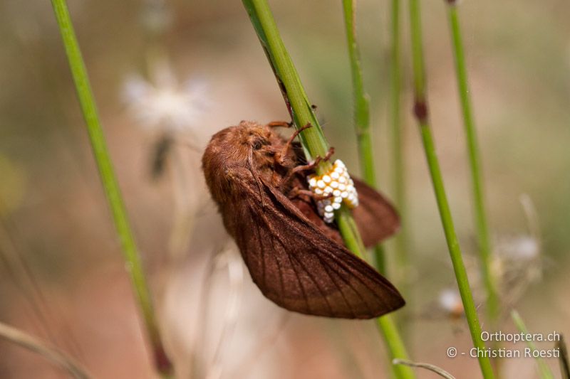 ♀ von Malacosoma franconica (oder ähnliche Art) bei der Eiablage - HR, Istrien, Galižana, 04.06.2014