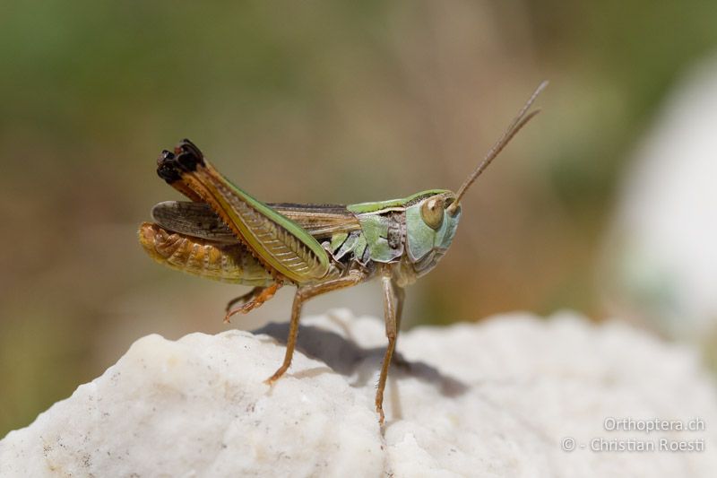 Stenobothrus fischeri ♂ - HR, Primorje-Gorski, Kornić, 07.06.2014