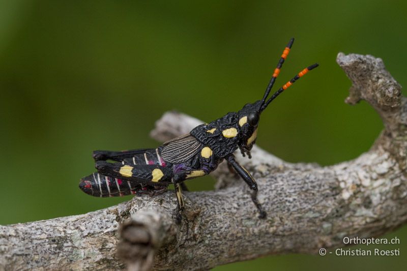 Kurzfühlerschrecke (Pygomorphidae) - SA, Mpumalanga, Matibidi, Blyde Canyon Forever Resort, 09.01.2015