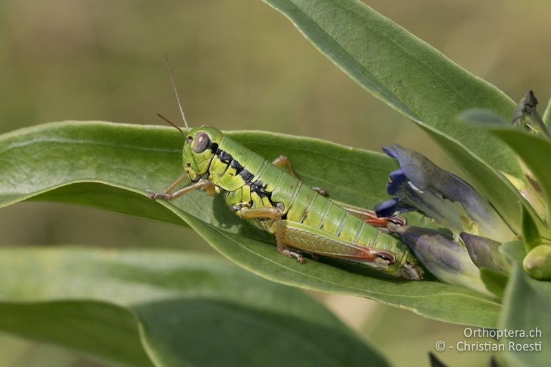 Micropodisma salamandra ♀ - HR, Istrien, Ucka Nationalpark, 24.07.2015