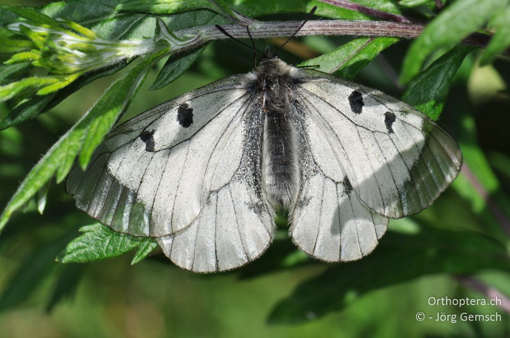 Parnassius mnemosyne - HR, Primorje-gorski Kotar, Vela Učka, 22.06.2016