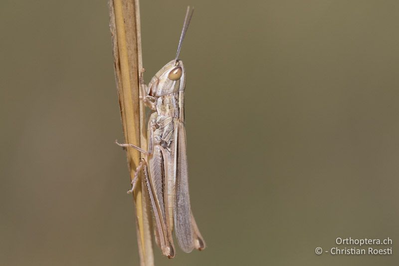 Euchorthippus pulvinatus ♀ - HU, Südliche Grosse Tiefebene, Kecskemét, 08.07.2016