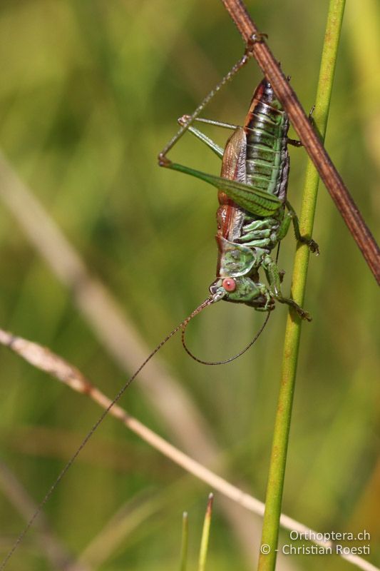 Conocephalus dorsalis ♂ - CH, Schwyz, Südufer Sihlsee, 09.09.2016