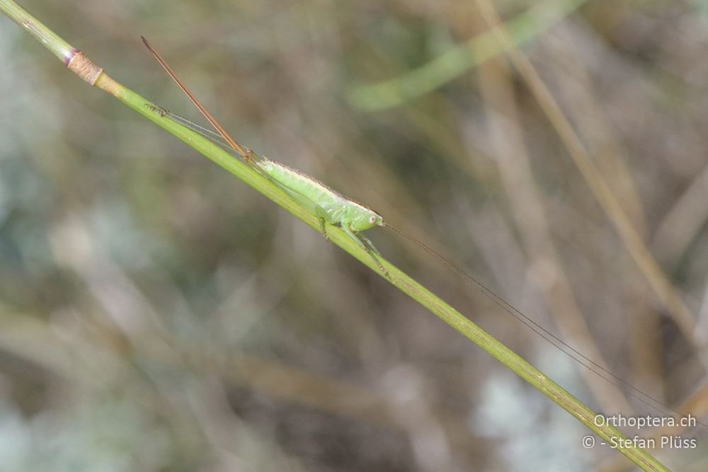 Conocephalus hastatus ♀ - BG, Chaskowo, Matochina, 09.07.2018