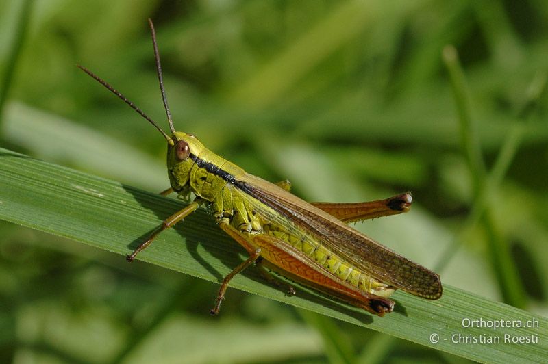 Mecostethus parapleurus ♂ - CH, VS, Susten, 30.07.2007