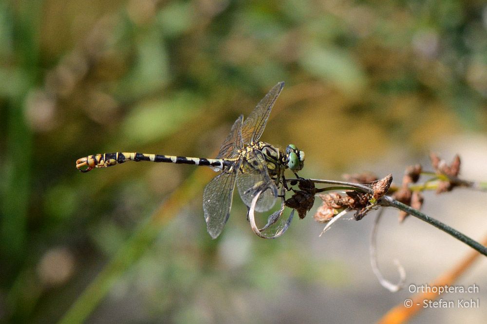 Onychogomphus forcipatus forcipatus ♂ - HR, Istrien, Pazin, 19.07.2015