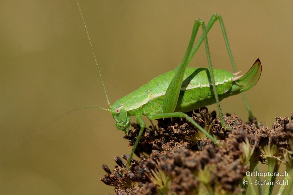 Leptophyes boscii ♀ - HR, Istrien, Brest, 25.07.2015