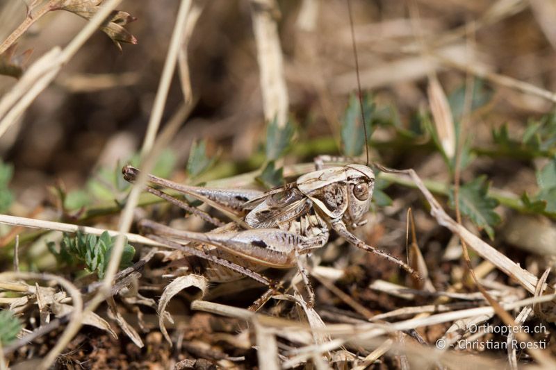 Platycleis macedonica ♂ - GR, Westmakedonien, Xino Nero, 12.07.2013