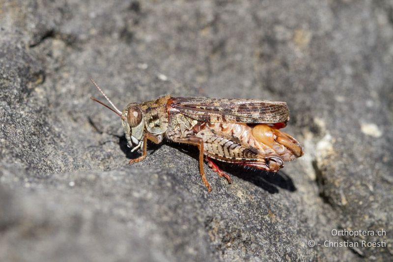 Calliptamus barbarus ♂ - CH, BE, Biel, 09.09.2013